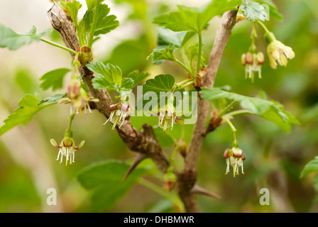 De groseille, Ribes uva-crispa 'Black Velvet', en plein air de plus en plus sur la plante. Banque D'Images