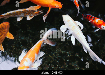 Koi de poissons dans un étang, Seattle Banque D'Images