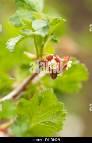 Jostaberry, Ribes x nidigrolaria , croissance sur la plante. Banque D'Images