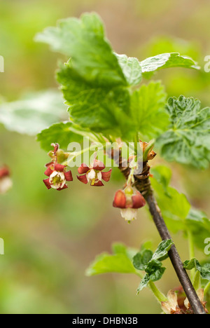 Jostaberry, Ribes x nidigrolaria , croissance sur la plante. Banque D'Images