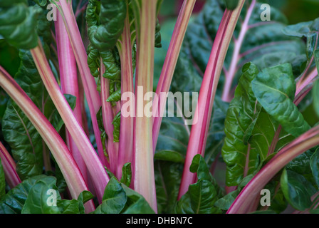 La Bette à carde, Beta vulgaris 'Bright lights', près de l'tiges colorées. Banque D'Images