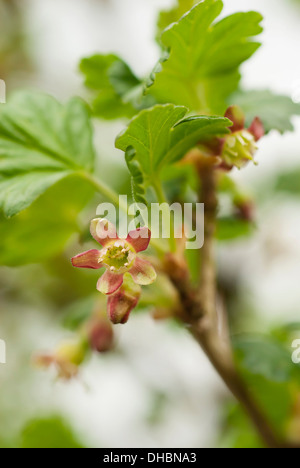 De groseille, Ribes uva-crispa 'Black Velvet', en plein air de plus en plus sur la plante. Banque D'Images