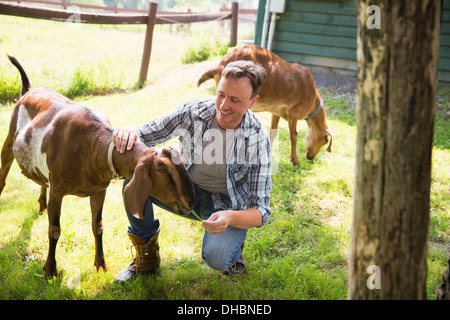 Une ferme biologique dans les Catskills. Un homme dans un enclos avec deux grandes chèvres. Banque D'Images