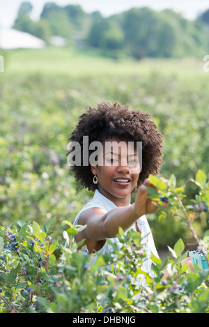 Les gens ramasser des bleuets frais provenant de l'agriculture biologique plantes cultivées dans un champ. Banque D'Images