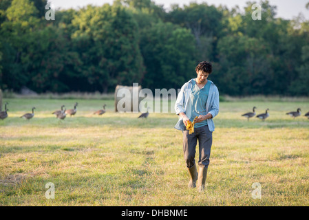 Un homme marchant sur un terrain, à l'écart d'un troupeau d'oies à l'extérieur l'air frais. Banque D'Images