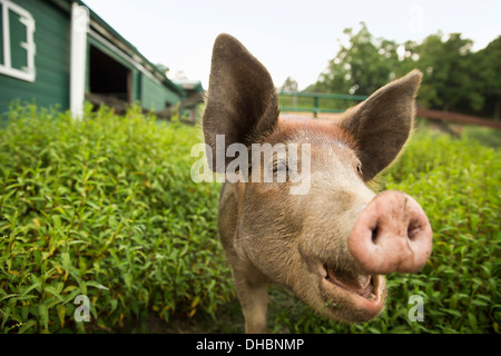 Une ferme biologique dans les Catskills. Un cochon. Banque D'Images