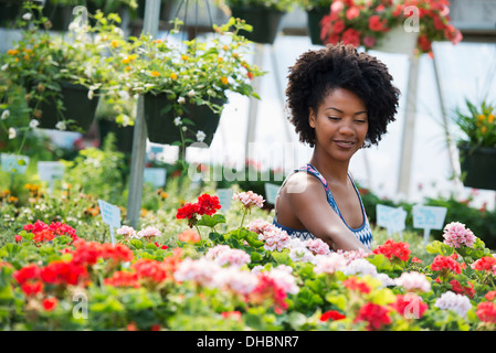 Une femme travaillant chez les plantes à fleurs. Les géraniums rouge et blanc sur un établi. Banque D'Images