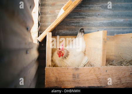 Un poulet portant un œuf dans une boîte du nid dans un poulailler. Banque D'Images