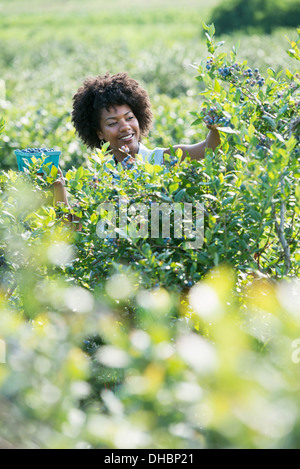 Les gens ramasser des bleuets frais provenant de l'agriculture biologique plantes cultivées dans un champ. Banque D'Images