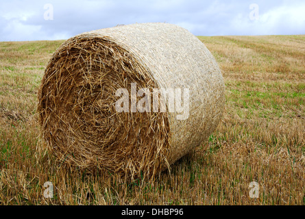 Un gros plan d'un ballot de paille rond sur une ferme dans l'Aberdeenshire, Ecosse, Royaume-Uni. Banque D'Images