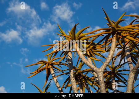 Les feuilles des arbres carquois avec Cirrocumulus Floccus contre un ciel bleu avec des nuages ; la Namibie Banque D'Images