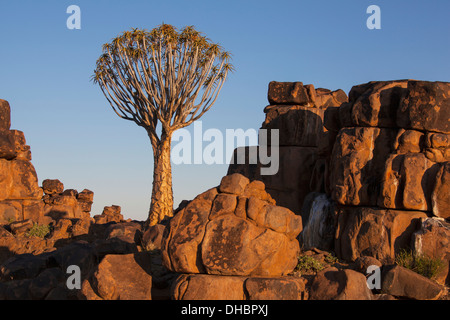 Quiver Tree et paroi rocheuse au coucher du soleil ; la Namibie Banque D'Images