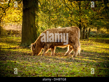 Vache des Highlands à pâturage rétro-éclairé au Yorkshire Sculpture Park, Royaume-Uni. Banque D'Images