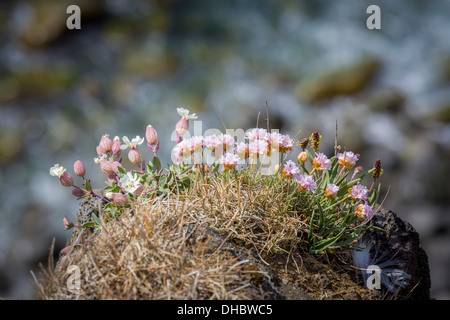 Campion Silene uniflora, la mer, l'Islande Banque D'Images