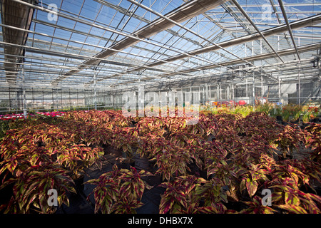 Une lutte contre la culture des plantes (Coleus Solenostemon scutellarioides), dans le centre de production horticole de Vichy. Banque D'Images