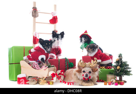 Chihuahuas noël in front of white background Banque D'Images