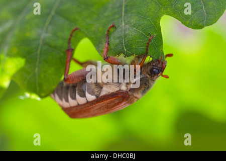 Catégorie : commune / Mai bug (Melolontha melolontha) se nourrissent de feuilles de chêne, dans un bois Banque D'Images