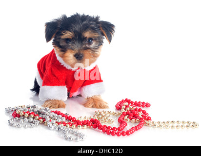 Chiot yorkshire terrier in front of white background Banque D'Images