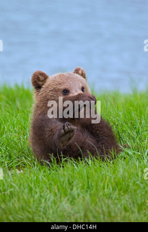 Ours brun européen ludique / Eurasian ours brun (Ursus arctos arctos) cub jouer avec les pieds de derrière dans les prairies Banque D'Images