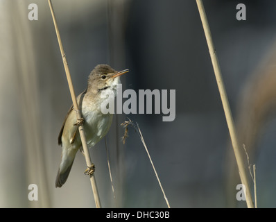 Eurasian Reed Warbler Acrocephalus scirpaceus, chant, Germany, Europe Banque D'Images