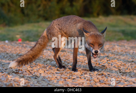 Une femelle fox (vixen) raids après un bac pour les déchets alimentaires Banque D'Images