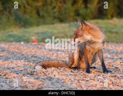 Une femelle fox (vixen) raids après un bac pour les déchets alimentaires Banque D'Images