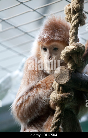 Haubenlanguren, petits, jeunes singes, singe, marron, rouge Banque D'Images