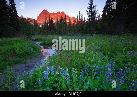 OREGON - Début de la lumière du matin sur trois doigts de cric de la prairie inférieure le long de Canyon Creek dans le Mount Jefferson Wilderness. Banque D'Images