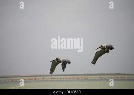 Une paire de pélicans survolant une lagune avec troupeau de flamants roses dans l'arrière-plan à Punta Gallinas en Colombie Banque D'Images