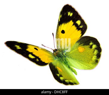 Jaune foncé assombries (Colias croceus) en vol isolé sur fond blanc Banque D'Images