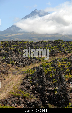 Vignobles (terrasse lave's) et le Volcan, l'île de Pico, Açores, Portugal Banque D'Images