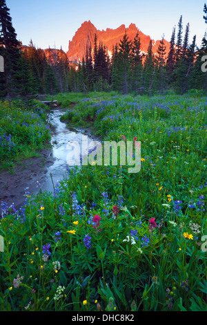 OREGON - Début de la lumière du matin sur trois doigts de cric de la prairie inférieure le long de Canyon Creek dans le Mount Jefferson Wilderness. Banque D'Images