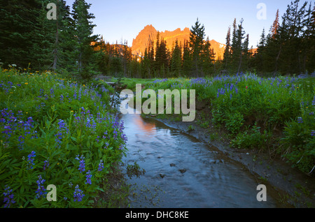 Tôt le matin la lumière sur trois doigts de cric de la prairie inférieure le long de Canyon Creek dans le Mount Jefferson Wilderness. Banque D'Images