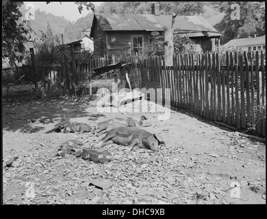 Les porcs appartenant à miner. Cary, Bell County (Kentucky). 541169 Banque D'Images