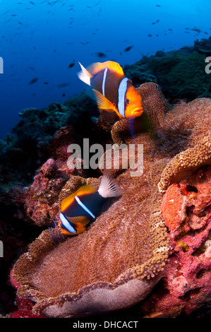 Orange-fin deux poissons clowns tendant leurs oeufs Banque D'Images