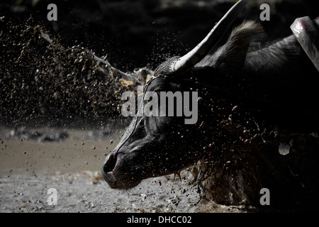 Un carabao est éclaboussé avec de l'eau tout en travaillant au niveau d'un champ de riz près de Mansalay, Mindoro oriental, Philippines. Banque D'Images