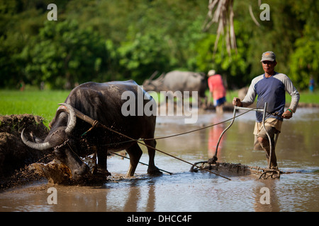 Les agriculteurs philippins carabaos entraînement tout en travaillant au niveau d'un champ de riz près de Mansalay, Mindoro oriental, Philippines. Banque D'Images