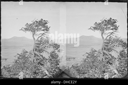 L'étude sur l'arbre, près de la terre table Palmer Lake. Comté d'El Paso, au Colorado. 517559 Banque D'Images