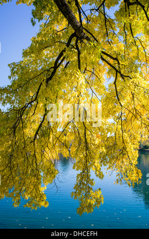 Orme d'Amérique arbre en automne feuillage couleur, The Broadmoor, hôtel historique de luxe et resort, Colorado Springs, Colorado, États-Unis Banque D'Images