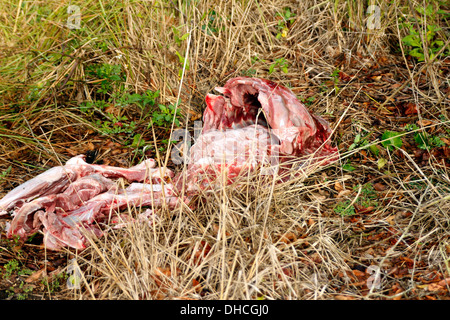 Carcasse animaux frais à côté gauche de la route dans la région de Davenport, Floride, Novembre 2013 Banque D'Images