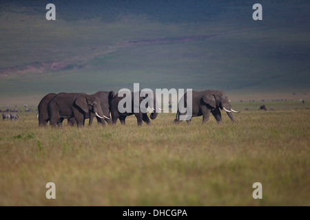 Les éléphants d'un pâturage dans le cratère du Ngorongoro. Tanzanie Afrique. Loxodonta africana spp. Grand Braconnage Tuskers Tusk. Banque D'Images