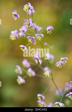 Rue meadow chinois, Thalictrum delavayi montrant fleur délicate panicules. Banque D'Images