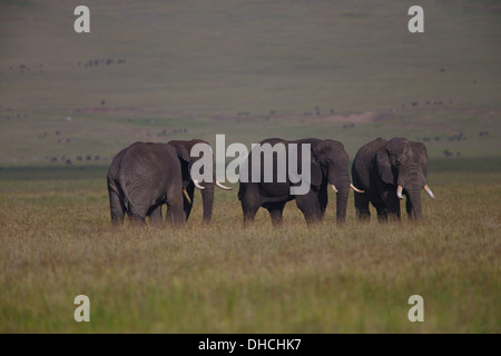 Les éléphants d'un pâturage dans le cratère du Ngorongoro. Tanzanie Afrique. Loxodonta africana spp. Grand Braconnage Tuskers Tusk. Banque D'Images