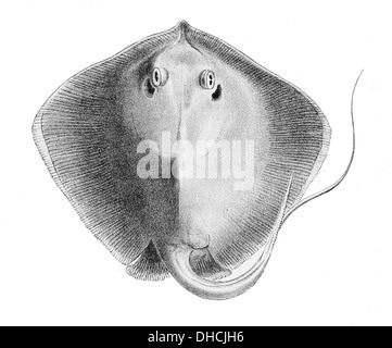Dasyatis pastinaca, communément appelé raie commune, est une espèce de raie présente dans les eaux côtières peu profondes de l'est de l'océan Atlantique. Il est reconnu par son corps large et plat et sa queue avec des épines venimeuses. Banque D'Images