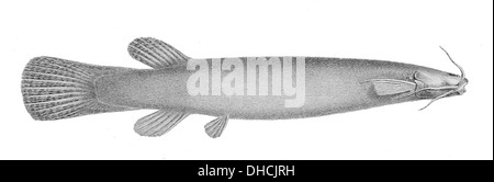 Ituglanis amazonicus, connu sous le nom de poisson-chat banjo amazonien, est une espèce de poisson-chat originaire du bassin de l'Amazone. Banque D'Images