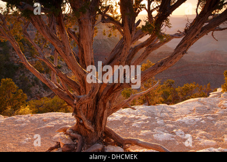 Yavapai Point au coucher du soleil, le Parc National du Grand Canyon, Arizona. Banque D'Images