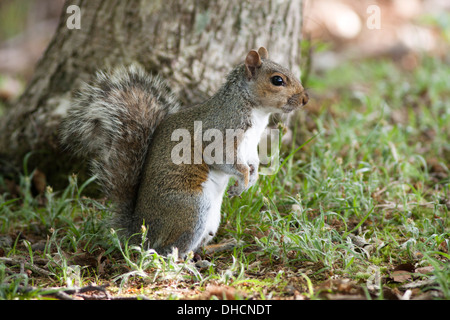 L'Écureuil gris (Sciurus carolinensis) de nourriture dans un bois, Arne RSPB, UK Banque D'Images