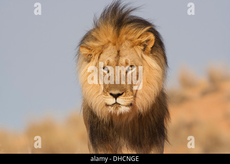 African Lion à crinière noire du Kalahari à pied Banque D'Images