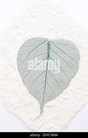 Feuilles squelette vert papier de riz fait main pressée Banque D'Images