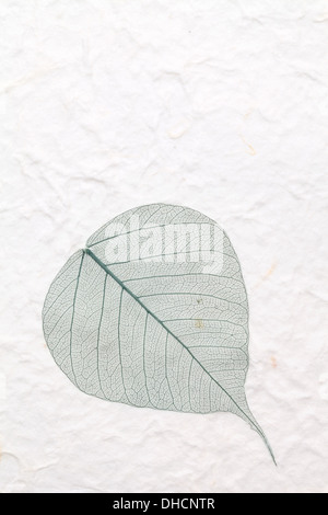 Feuilles squelette vert papier de riz fait main pressée Banque D'Images